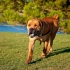 Jihoafrický boerboel